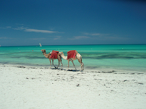 Djerba-2008-Beach_and_camels-alexandmac_a